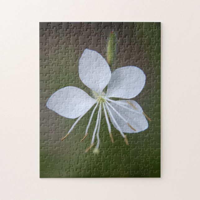 Gaura lindheimeri - virvla fjärilar pussel (Vertikal)