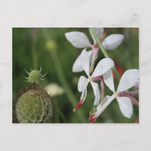 Gaura Vykort