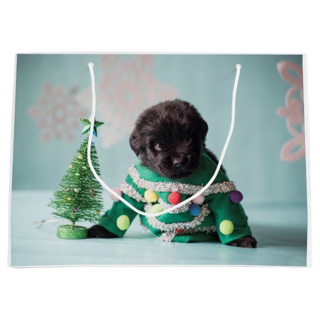 Gåvan för den Notta björnvalpen hänger lös (Framsidan)