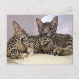 Gaven & Grover Vykort