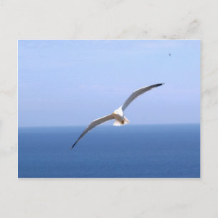 Gaviota Vykort
