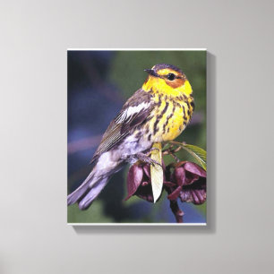 gåvor från Cape May Warbler Bird Älskare Canvastryck