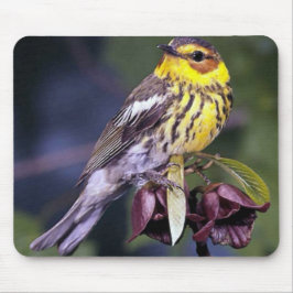 gåvor från Cape May Warbler Bird Älskare Musmatta