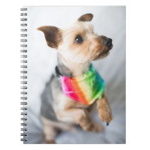 Gay pride Rainbow Hund Yorkshire Terrier Anteckningsbok