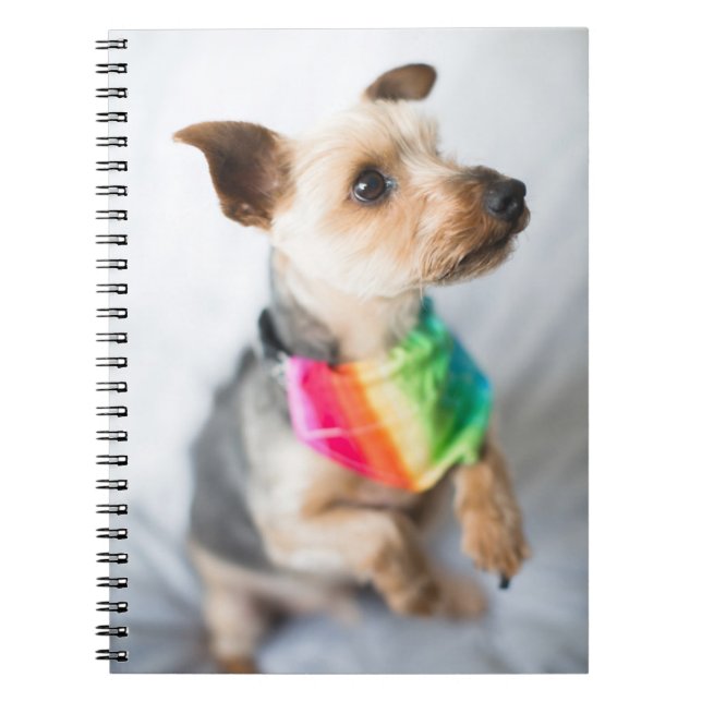 Gay pride Rainbow Hund | Yorkshire Terrier Anteckningsbok (Framsidan)