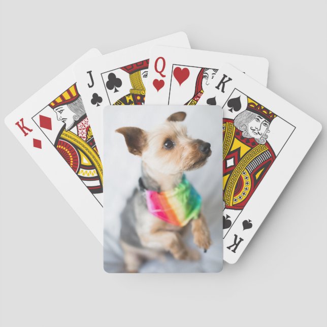 Gay pride Rainbow Hund| Yorkshire Terrier Casinokort (Baksidan)