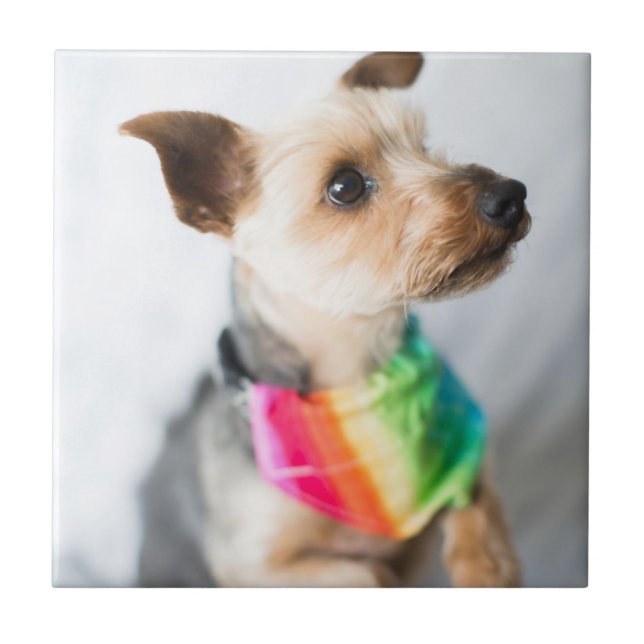 Gay pride Rainbow Hund| Yorkshire Terrier Kakelplatta (Framsidan)