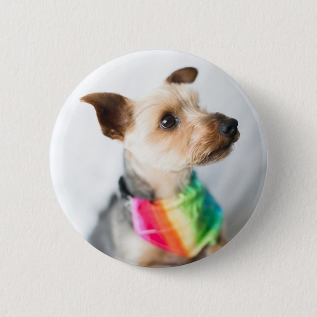 Gay pride Rainbow Hund | Yorkshire Terrier Knapp (Framsida)