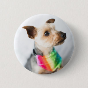 Gay pride Rainbow Hund Yorkshire Terrier Knapp