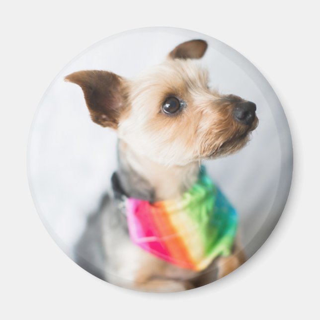 Gay pride Rainbow Hund | Yorkshire Terrier Magnet (Framsidan)
