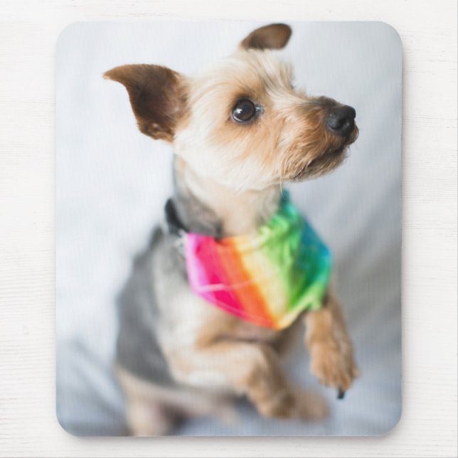 Gay pride Rainbow Hund | Yorkshire Terrier Musmatta (Framsidan)