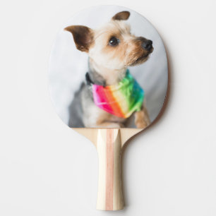 Gay pride Rainbow Hund Yorkshire Terrier Pingisracket