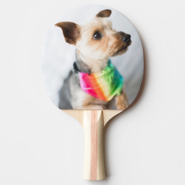 Gay pride Rainbow Hund| Yorkshire Terrier Pingisracket (Framsidan)