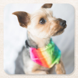 Gay pride Rainbow Hund Yorkshire Terrier Underlägg Papper Kvadrat