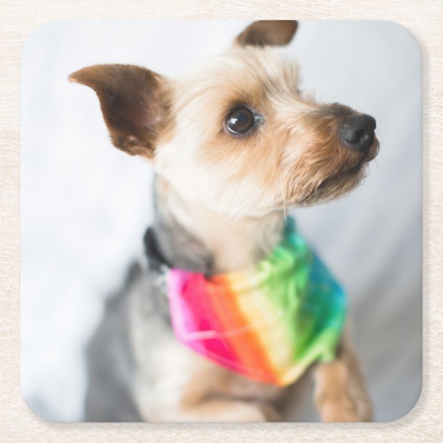 Gay pride Rainbow Hund| Yorkshire Terrier Underlägg Papper Kvadrat (Framsidan)