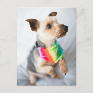 Gay pride Rainbow Hund Yorkshire Terrier Vykort