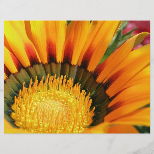 Gazania (Framsida)