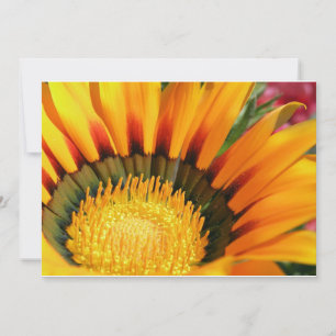 Gazania