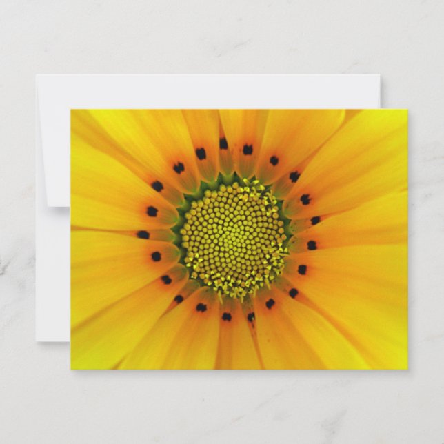 GAZANIA (Framsida)