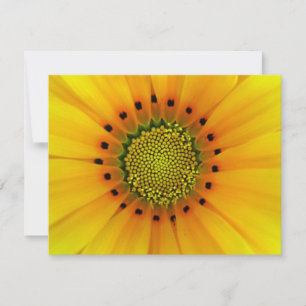 GAZANIA