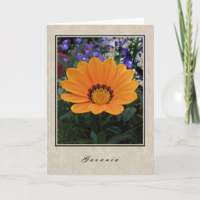 Gazania - blom- serie kort (Framsida)