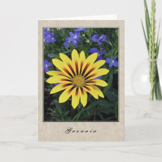 Gazania - blom- serie kort (Framsida)