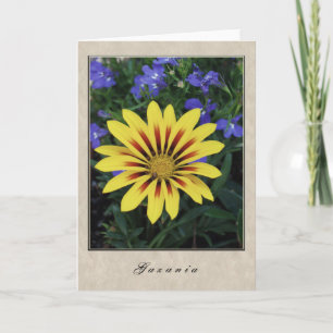 Gazania - blom- serie kort