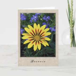 Gazania - blom- serie kort