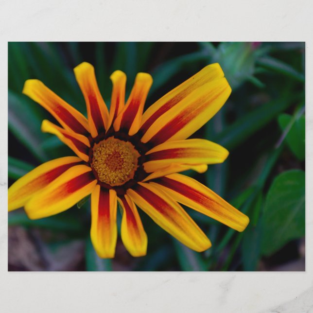 Gazania-blomma (Framsida)