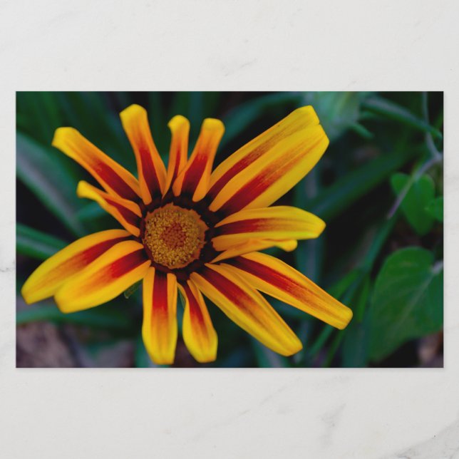Gazania-blomma Brevpapper (Framsida)