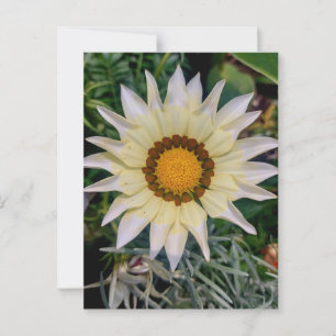 Gazania Blomma Gul Vit Vykort