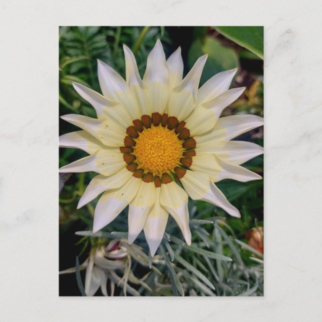 Gazania Blomma Gul Vit Vykort (Framsida)