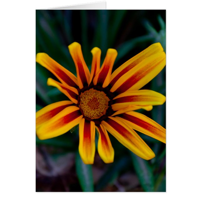 Gazania-blomma Hälsningskort (Framsidan)