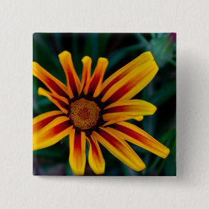 Gazania-blomma Knapp
