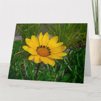 Gazania-blomma Kort