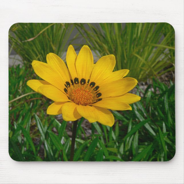 Gazania-blomma Musmatta (Framsidan)