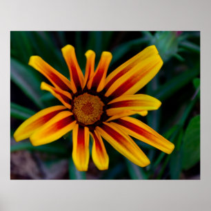 Gazania-blomma Poster