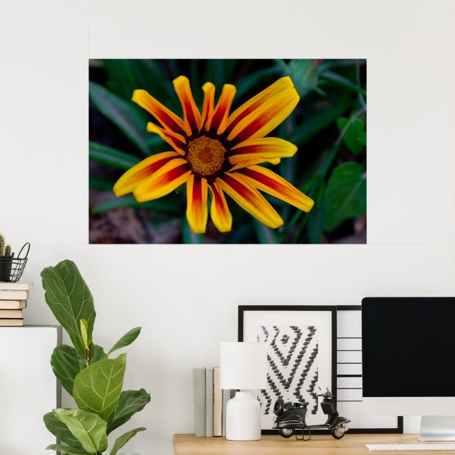 Gazania-blomma Poster (Hemmakontoret)