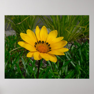 Gazania blomma poster