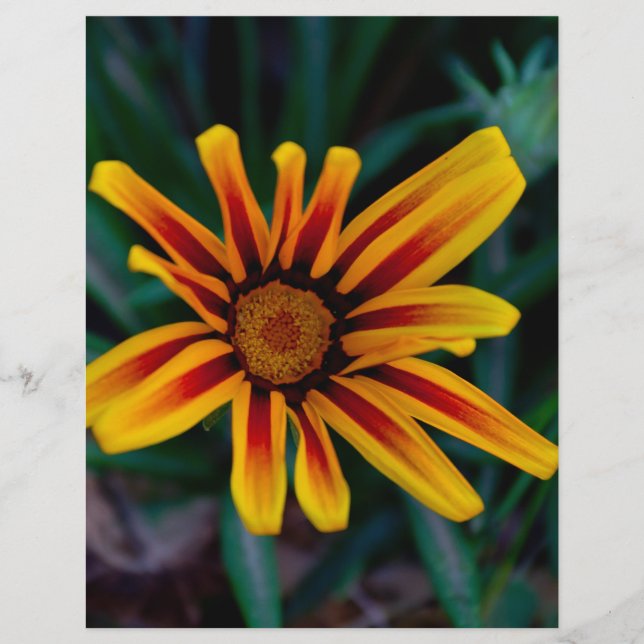 Gazania-blomma Reklamblad (Framsidan)
