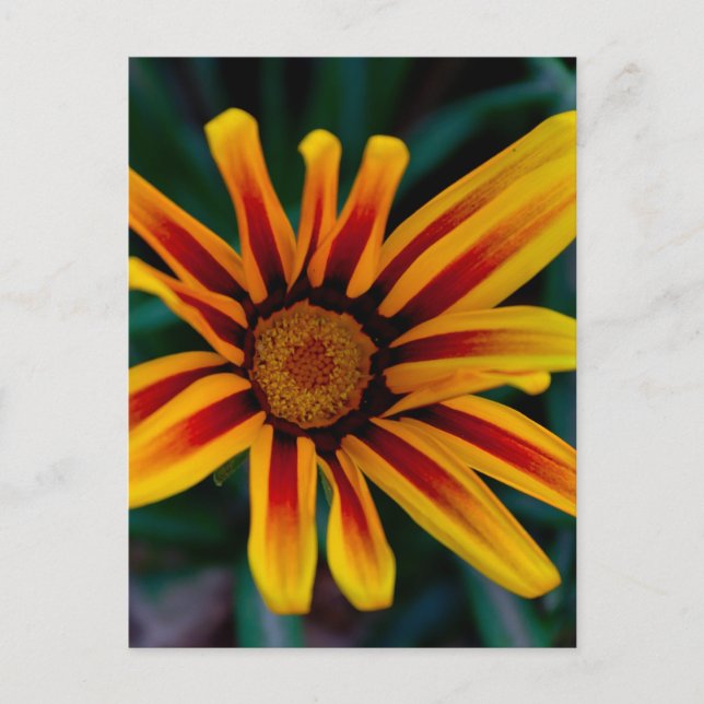 Gazania-blomma Vykort (Framsida)