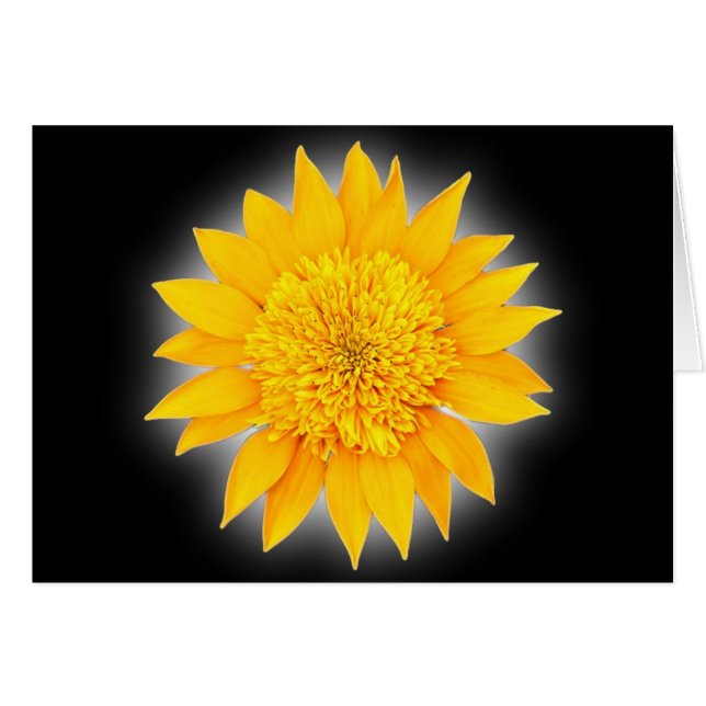 Gazania Blommar OBS Kort (Framsidan Horizontal)