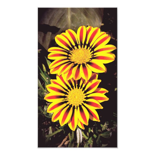 Gazania blommor i full blomning fototryck (Framsidan)