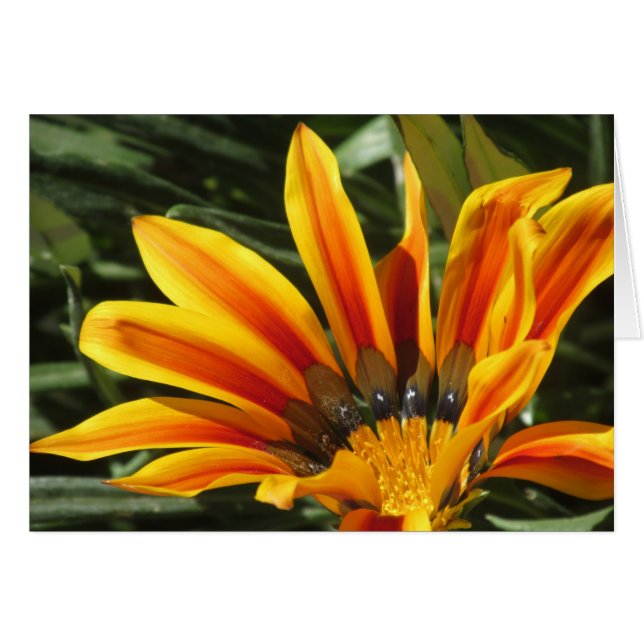 Gazania Bloom OBS Kort (Framsidan Horizontal)