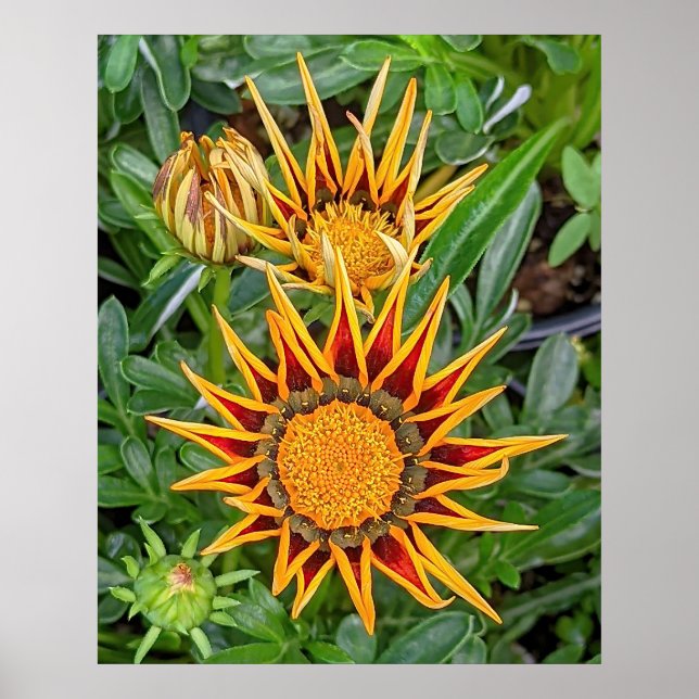 Gazania Flower Poster (Framsidan)