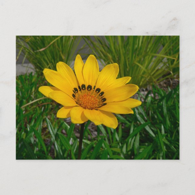 Gazania Flower Vykort (Framsida)