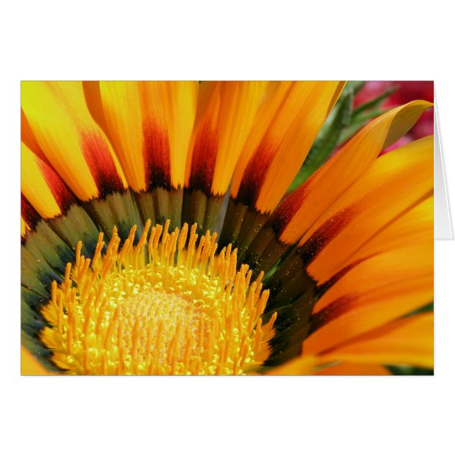 Gazania Hälsningskort (Framsidan Horizontal)