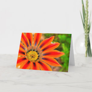 Gazania Kort