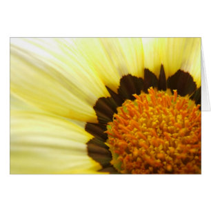 Gazania-kort Hälsningskort