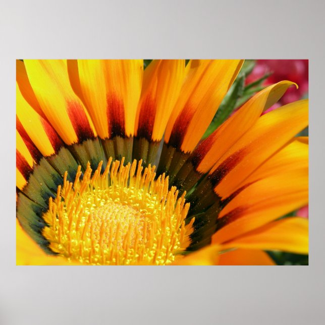 Gazania Poster (Framsidan)
